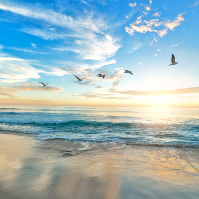 Photograph of birds flying over beach at sunrise